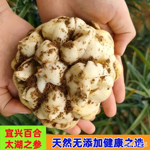 卷丹百合宜兴营养丰富煲汤煮粥