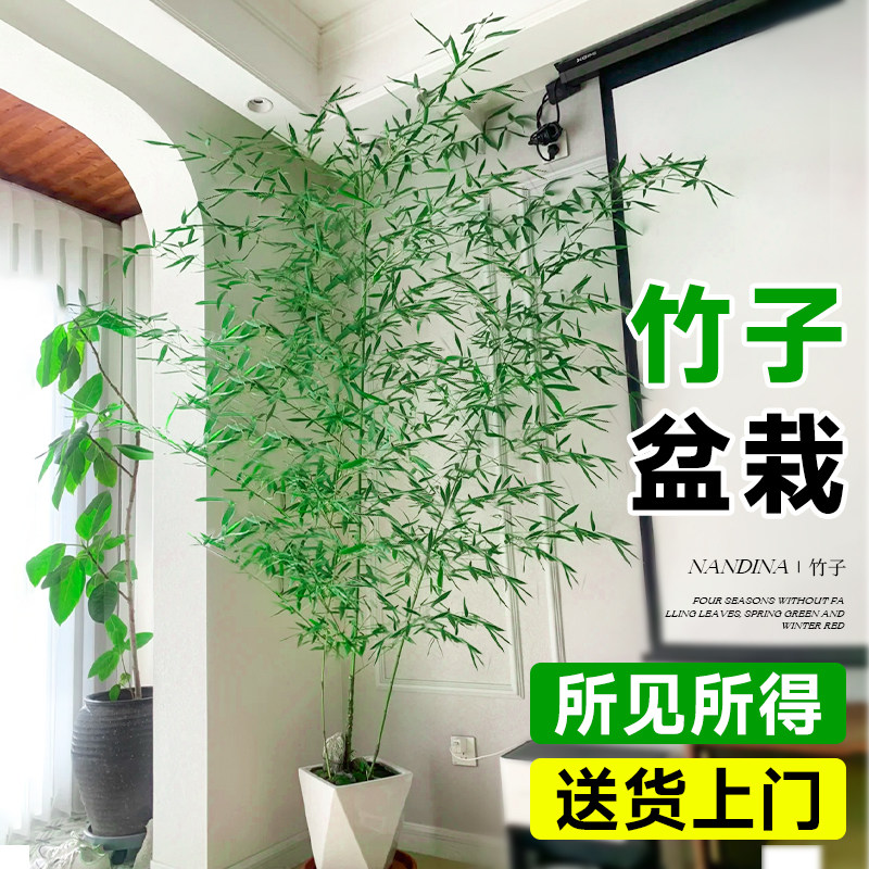 竹子盆栽室内客厅大花盆大型禄绿植真树落地摆件书房盆景四季好养