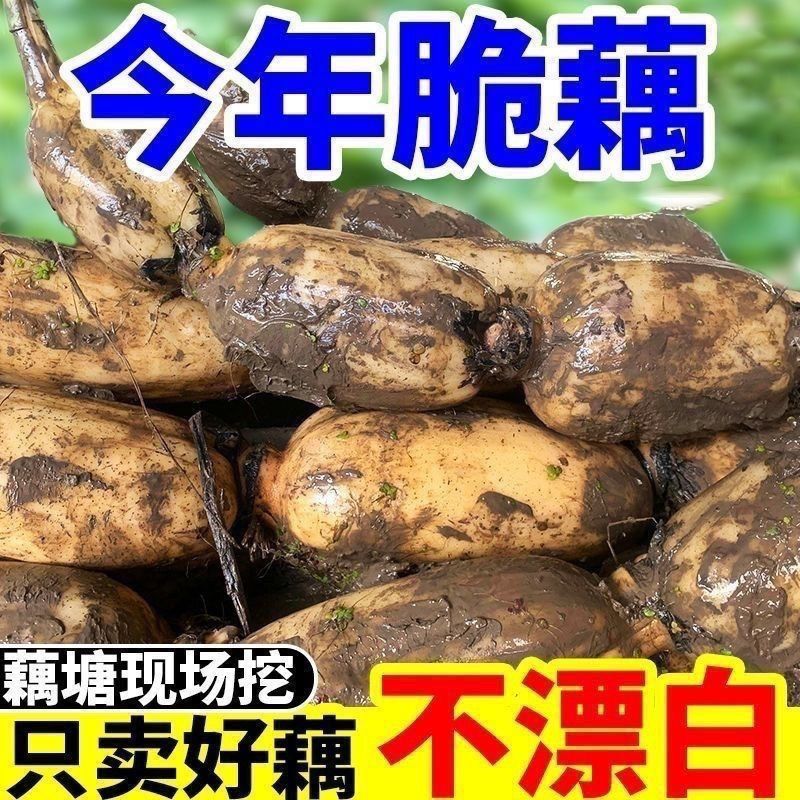 湖北新鲜莲藕脆藕农户自种不漂白图片