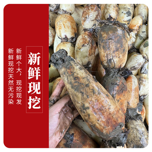 湖北新鲜莲藕脆嫩绿色不漂白