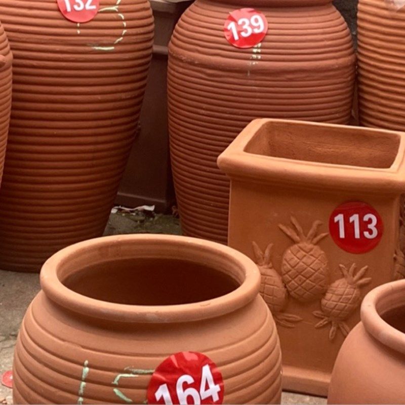 丽丽家的陶盆幸福树 菠萝盆 36*45