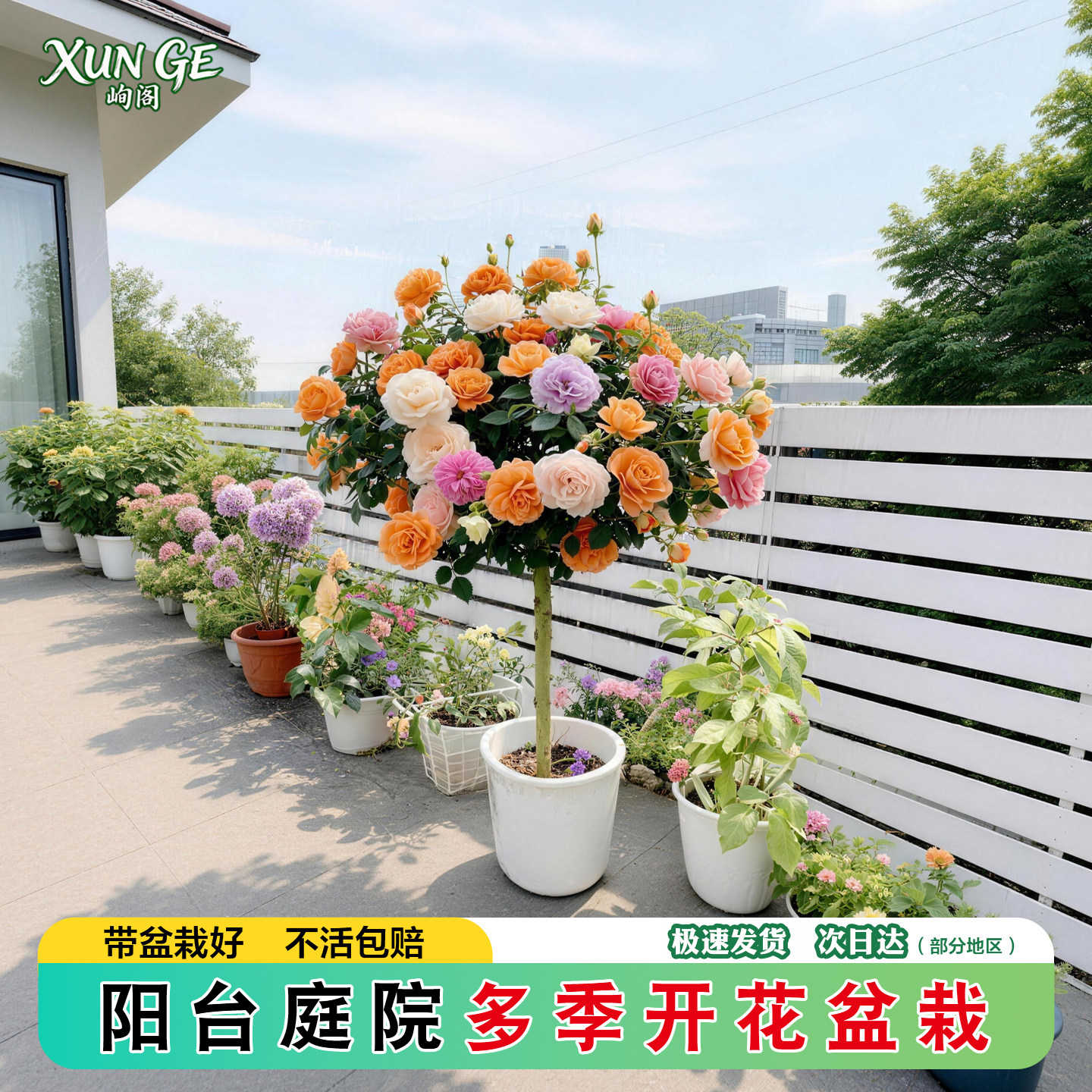 棒棒糖树桩月季老桩盆栽四季开花图片