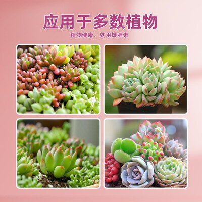 町花语多肉矮胖素多肉专用矮壮素预防徒长控型增肥增色营养液