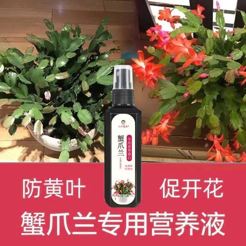 蟹爪兰专用免稀释营养液植物型叶面绿催箭促花绿叶壮根营养液