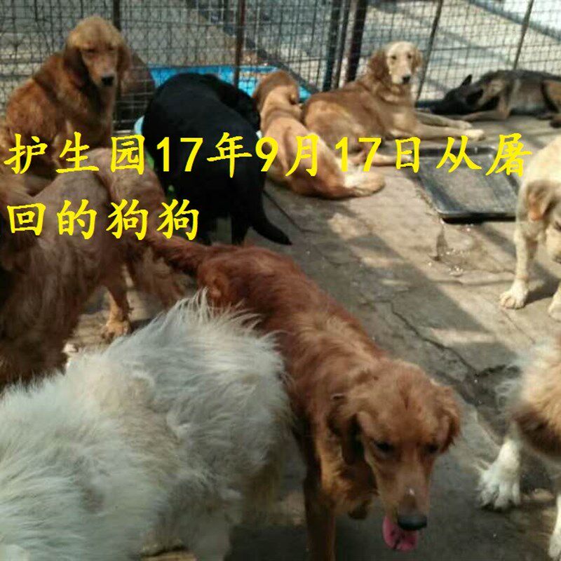 【爱心义卖】郝大夫北辰护生园纪念明信片10张