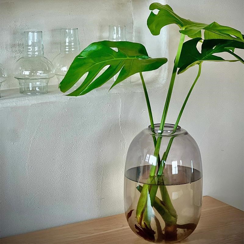 龟背竹花瓶玻璃透明大肚绿植专用水培器皿水养高级感客厅插花摆件图片