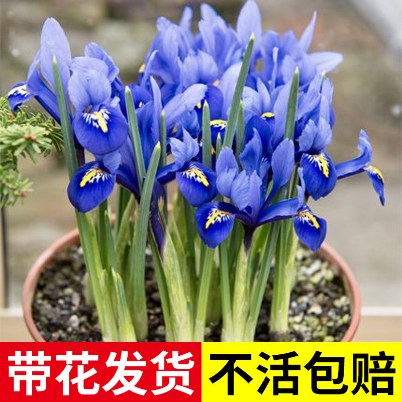 鸢尾花苗盆栽花卉植物室内花蝴蝶兰多年生宿根种球绿植四季开花卉