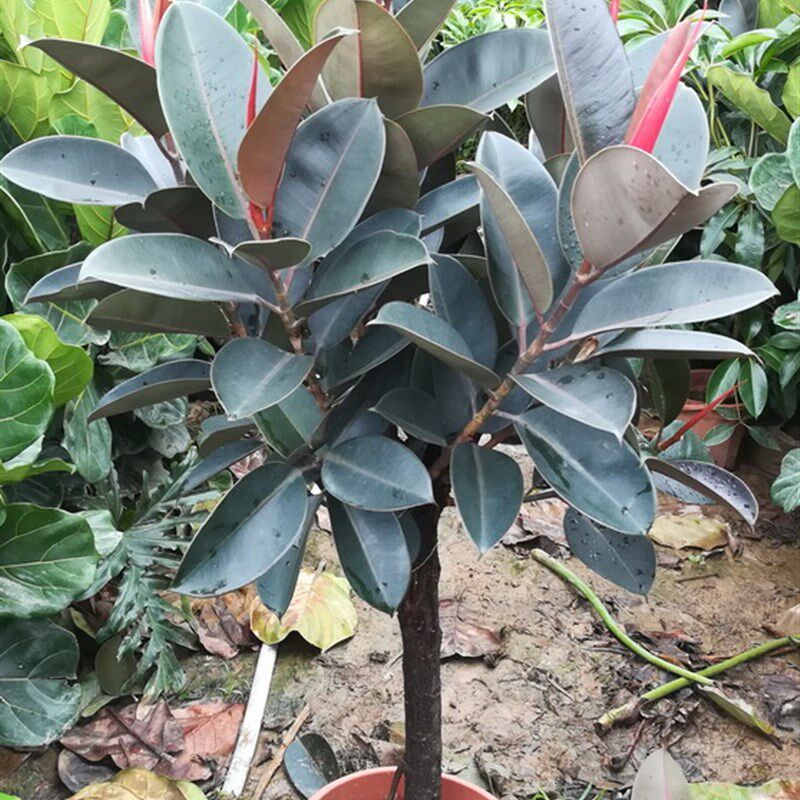 黑金刚橡皮树绿叶棒棒糖观叶1.5米左右室内大型植物盆栽多省包邮