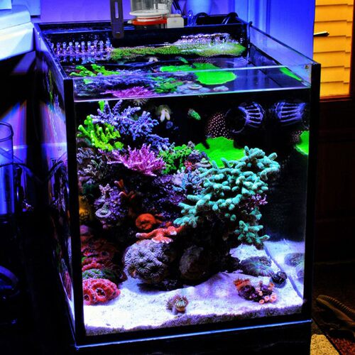 海水缸全套设备珊瑚海水鱼缸小型超白专用海缸新手桌面40背滤海缸