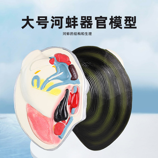 河蚌模型中学生物课教具大型结构水产品河蛤蜊鸟贝嘎啦瓦夸软体动