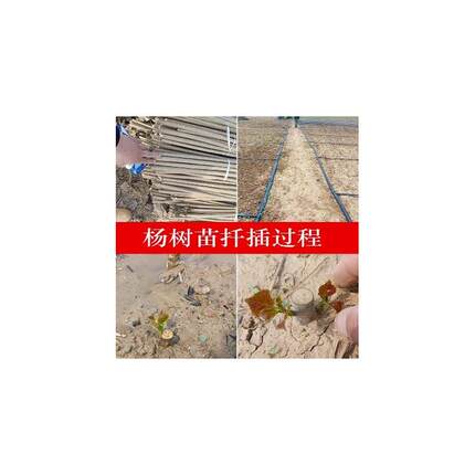 白杨树苗 白杨树 杨树苗 107速生杨树苗 河提植树造林 3804白杨苗