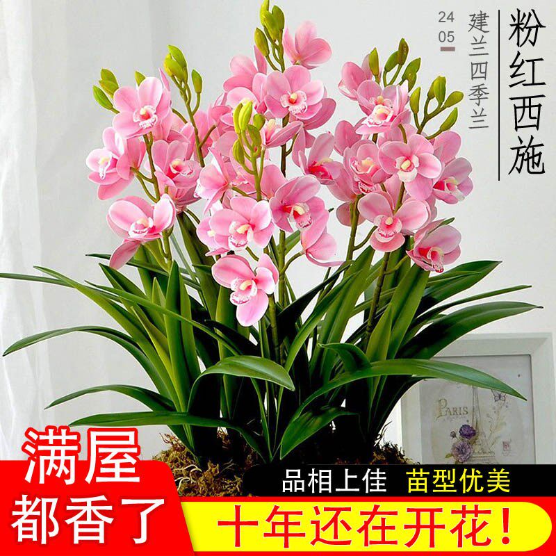 悦庭兰舍兰花西施建兰四季兰夏带花苞出售好养室内外阳台花卉盆栽