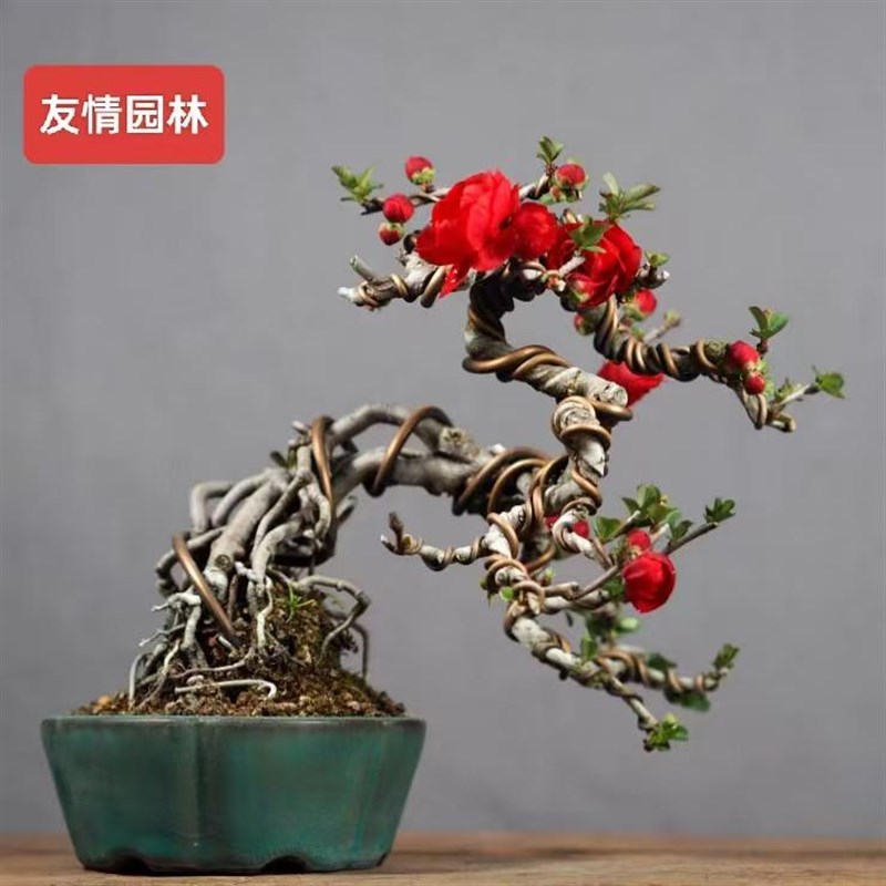 精品海棠长寿梅微盆景阳台养殖