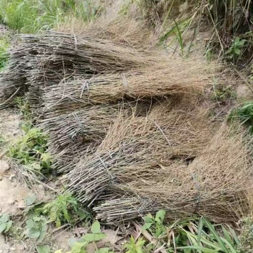 竹扫把材料楠竹枝扫把头大竹扫帚替换料环卫工用的便宜竹扫把头