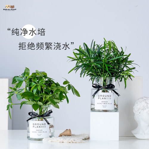 水培植物绿萝文竹盆栽春羽薄荷办公室内绿植花卉净化红掌富贵竹