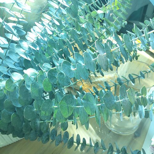 30支尤加利叶新鲜花束搭配推荐装饰配叶客厅背景摆件拍摄道具水养