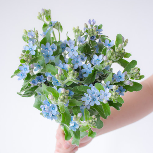 白色蓝星花鲜花云南直发花然严品室内水培绿植插花蓝心花鲜切花