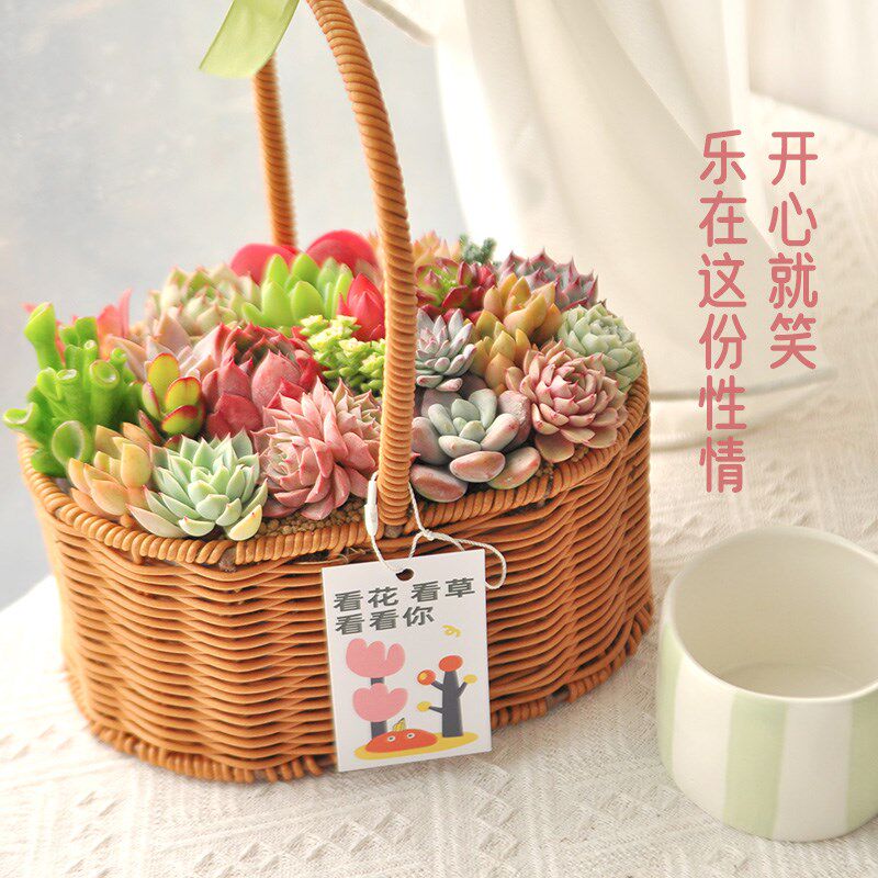 藤编花篮精品大株多肉植物室内小盆栽组合肉肉植物花卉母亲节礼物