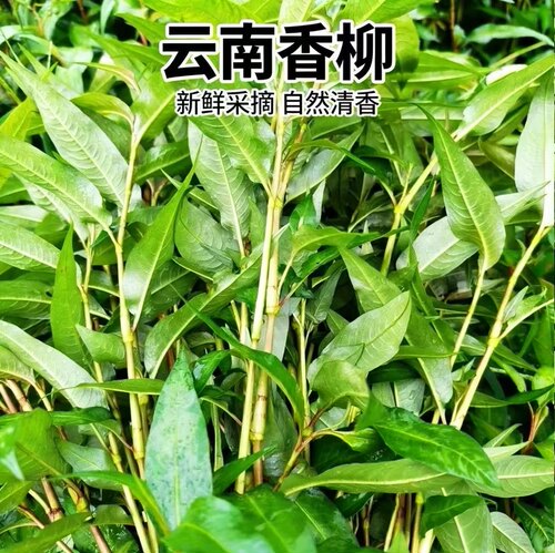 云南德宏特产新鲜香辣柳菜250g