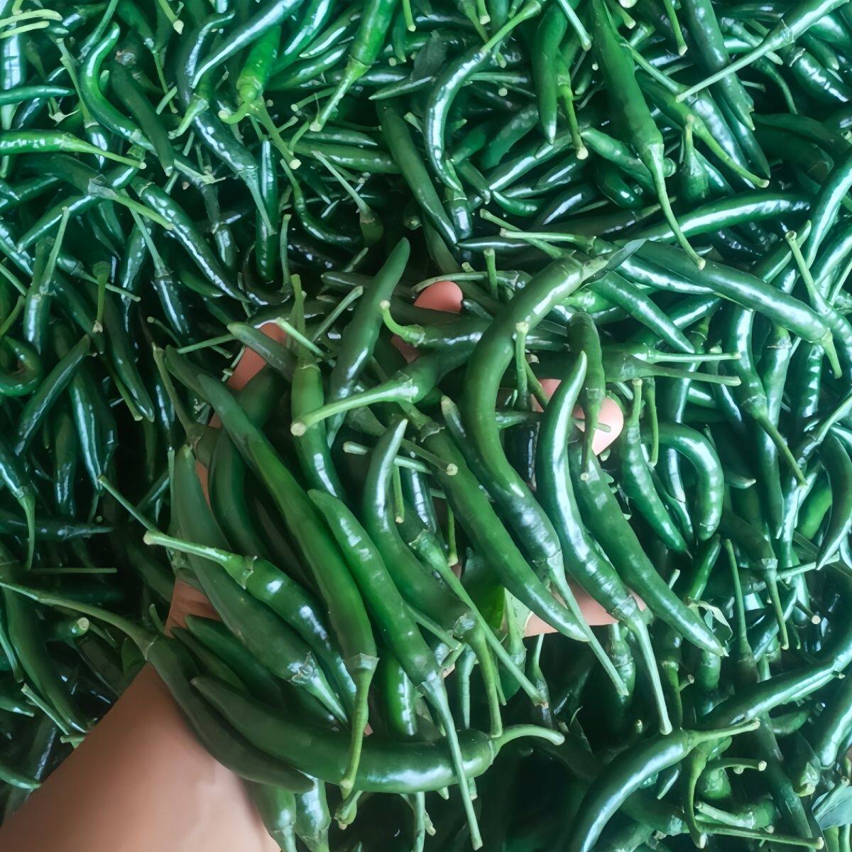 新鲜青辣子朝天椒现摘小米椒