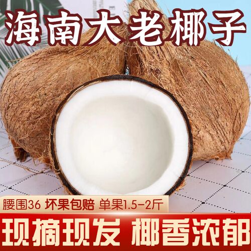 海南文昌毛椰子老椰子清补凉包邮