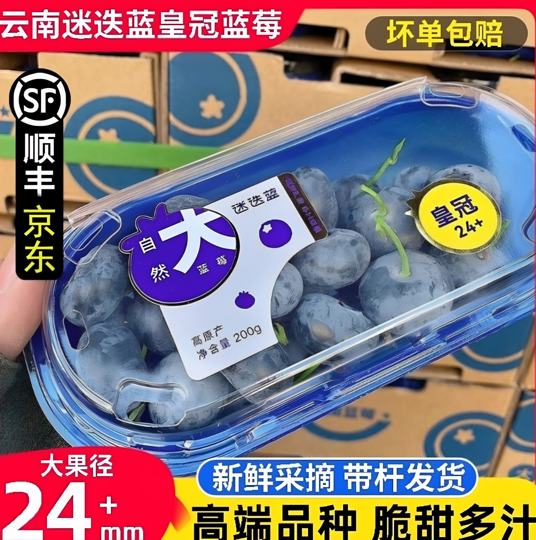 云南超大蓝莓 迷迭蓝蓝莓超大果新鲜水果孕妇水果