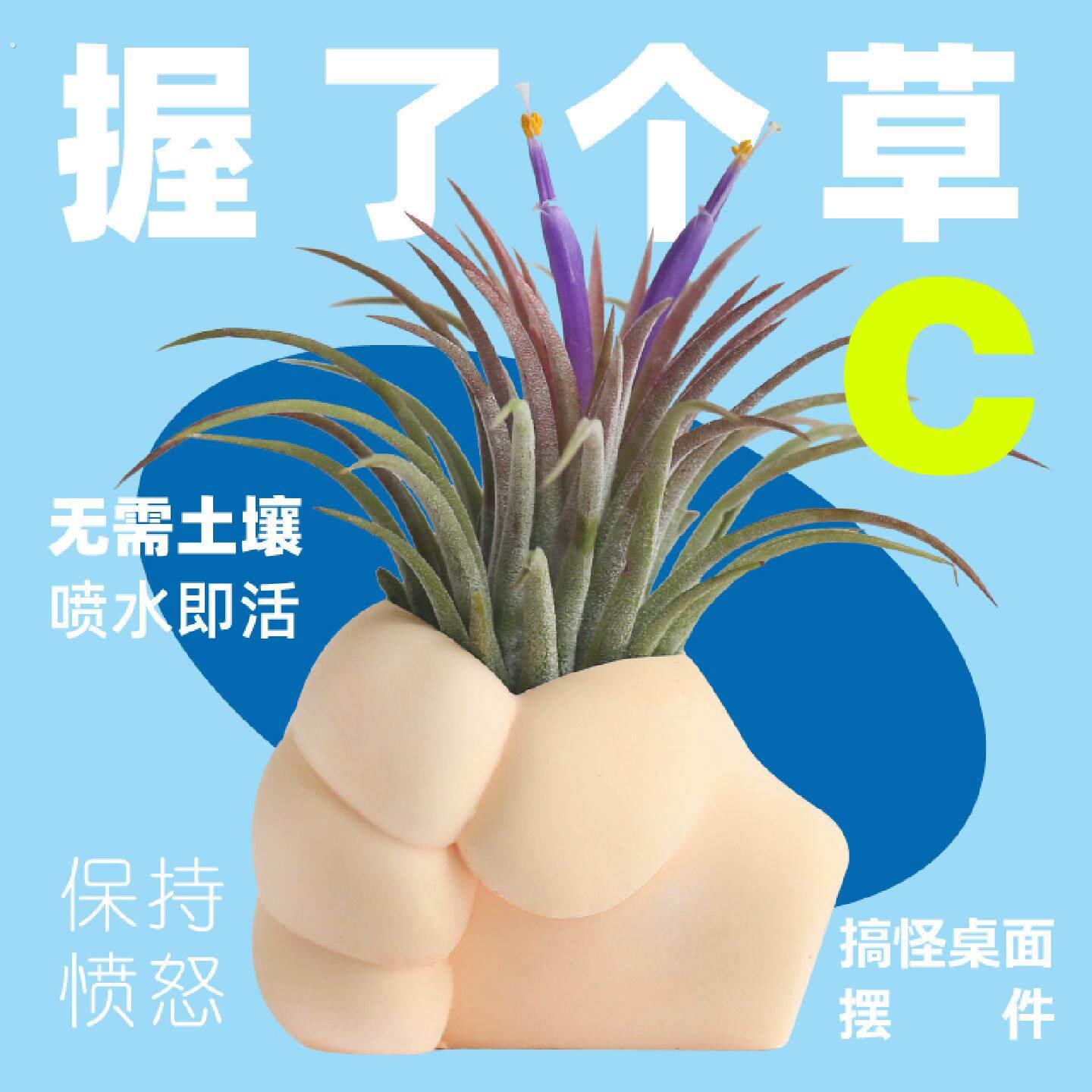 壹分皿空气凤梨空凤握瞭个草支架创意握草底座无土植物微景观