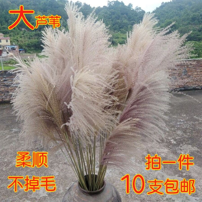 天然大芦苇干花束蒲苇干花婚庆拍A摄道具田园客厅落地装饰10支包