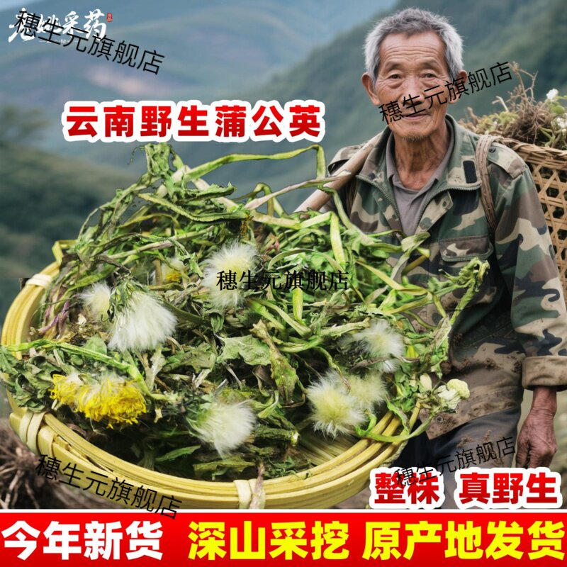 云南野生蒲公英材根500g深