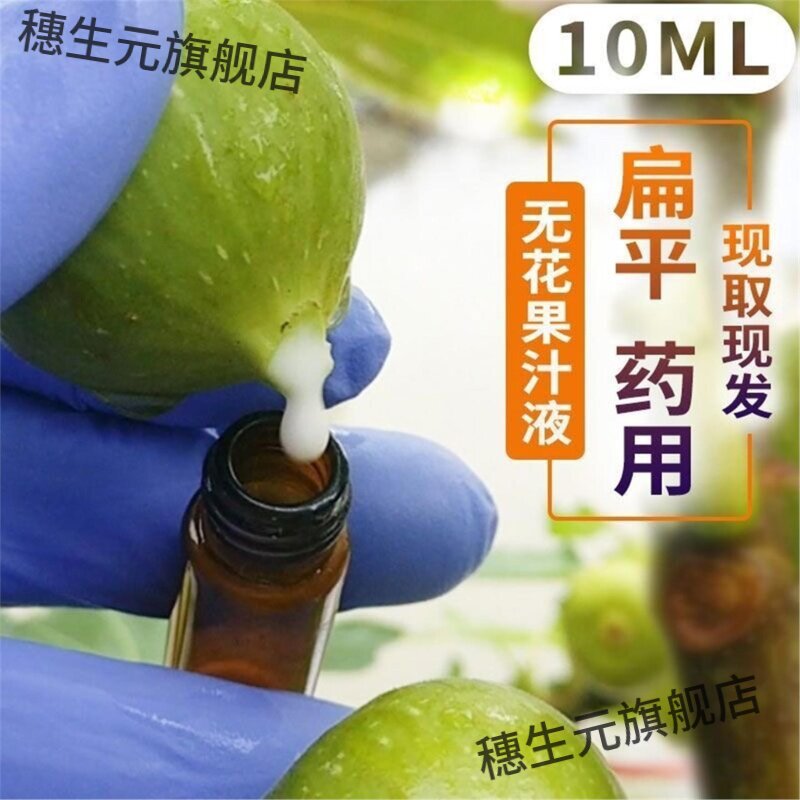 新鲜无花果叶白汁药用纯原