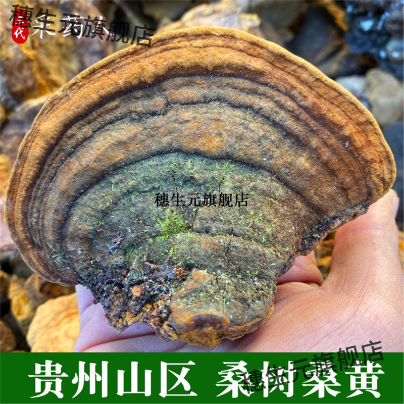 贵州野生桑黄500g优选材金