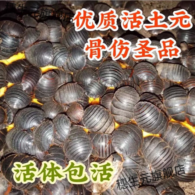 活土鳖虫骨接体元地折偏