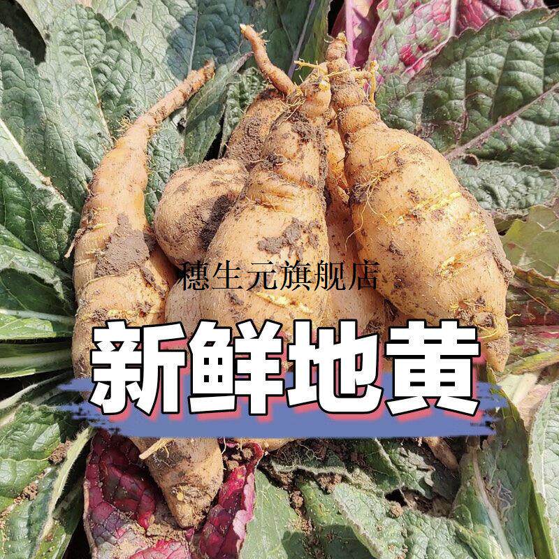 焦作新鲜怀地黄四大药生清
