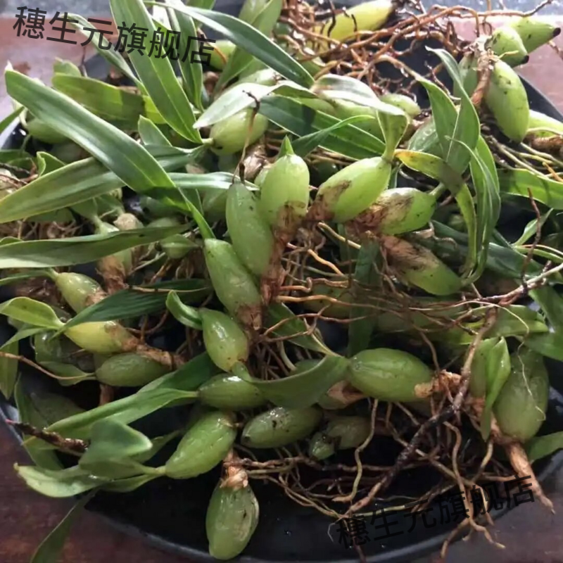 现发新鲜石橄榄双叶炖汤补品