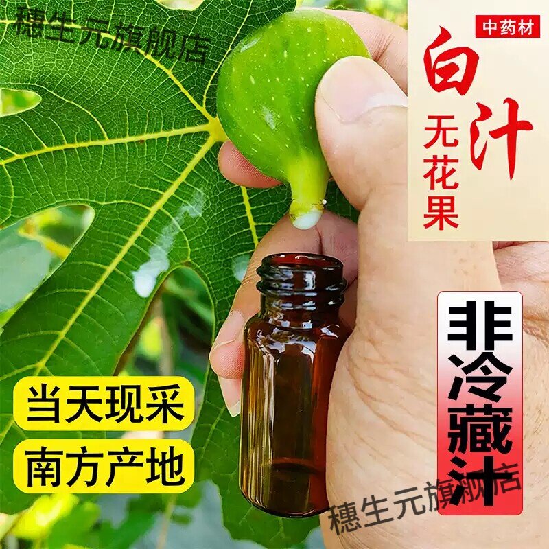 新鲜无花果叶白汁药用纯原