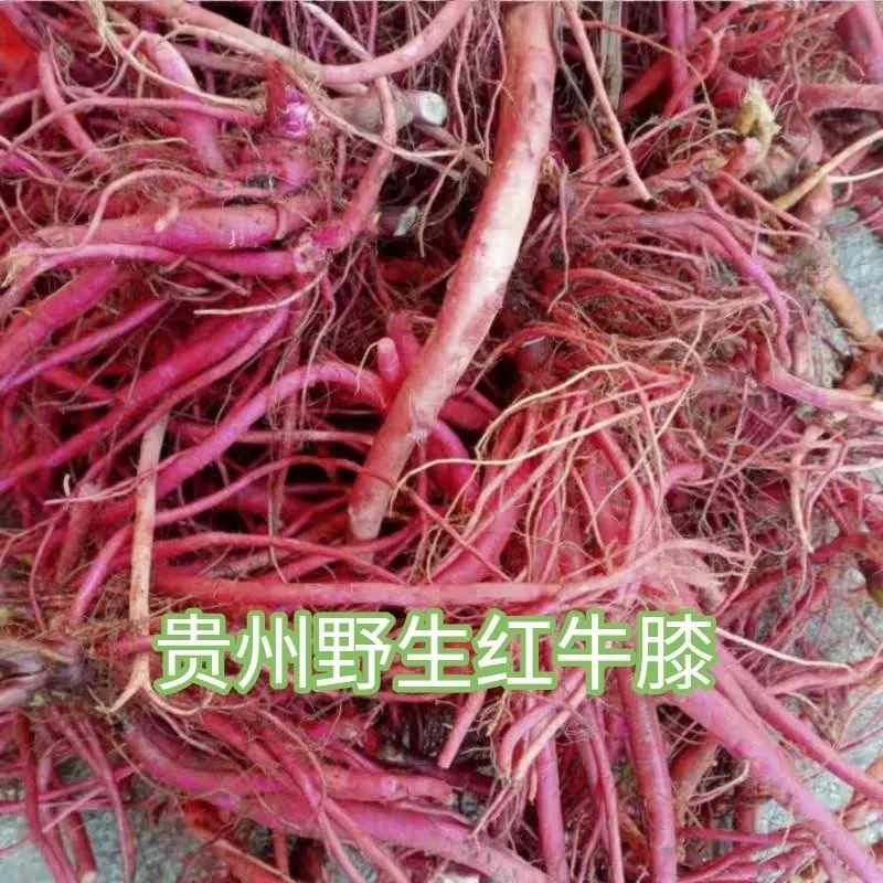 贵州野生新鲜红牛膝土克材