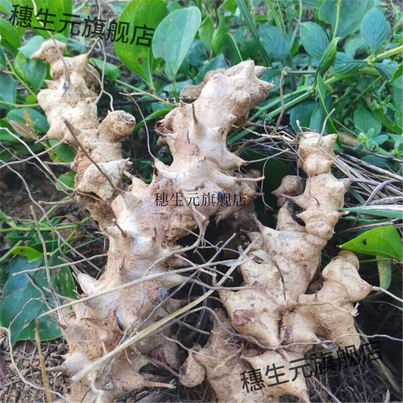 新鲜金刚藤根深山现挖现发