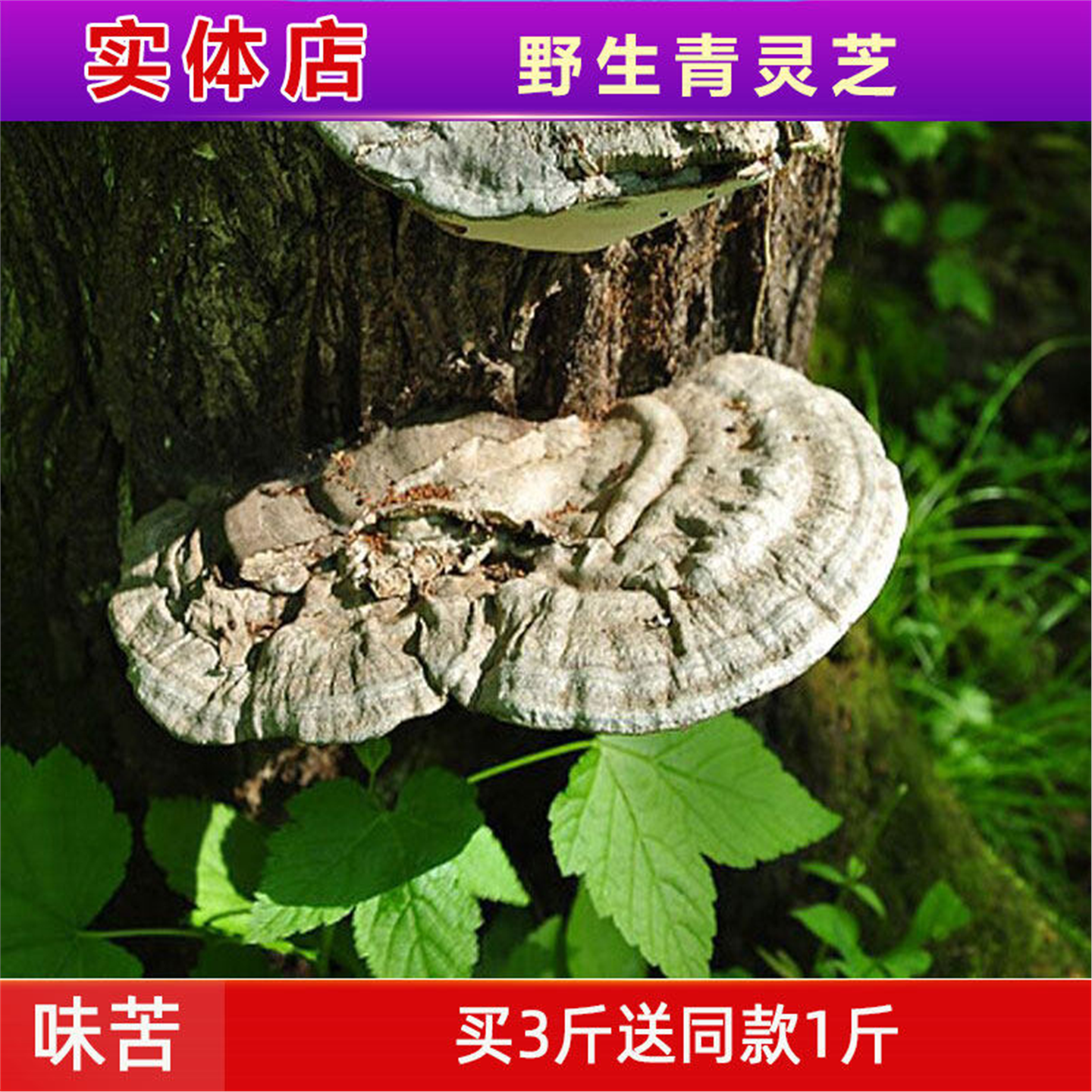 野生青灵芝龙深山天然云