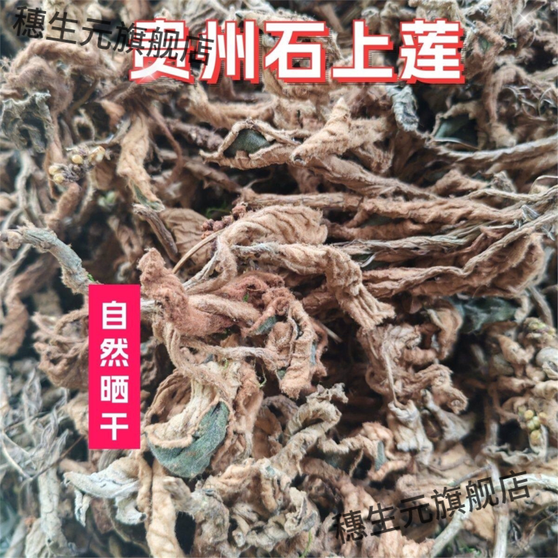 贵州深山软肝草石上莲金