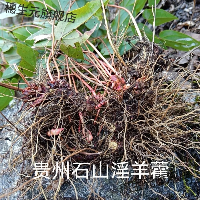 贵州新鲜羊藿仙灵脾全株500g