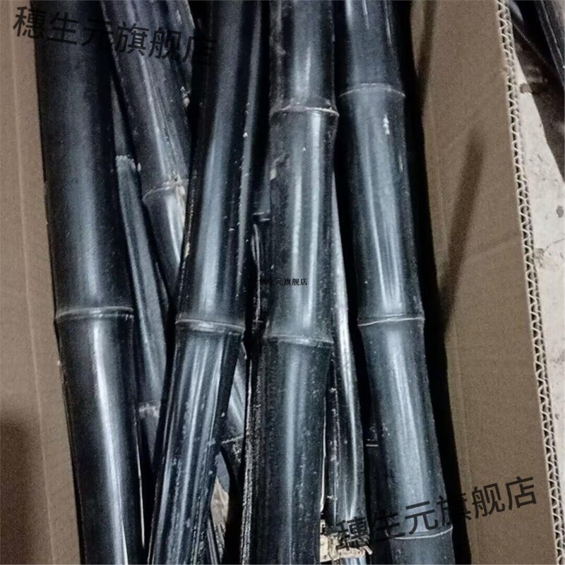 天然仙人杖去积水液可熬膏