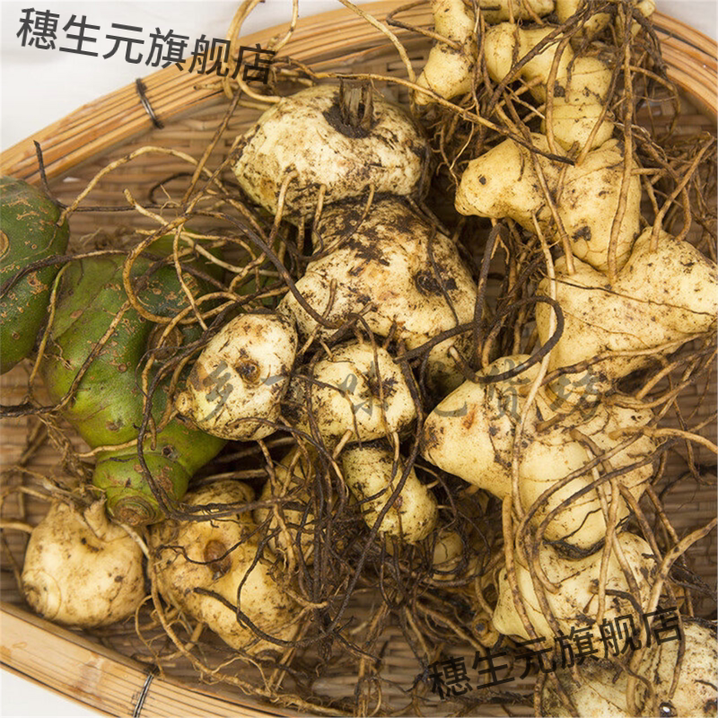 贵州大山野生黄精新鲜泡酒煲汤