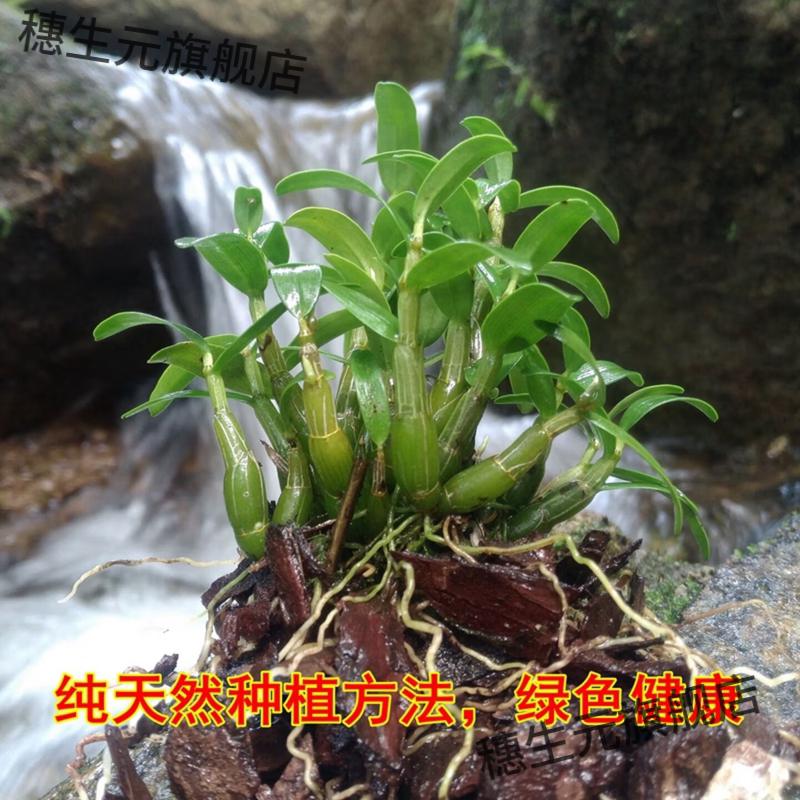 铁皮石斛苗三年生可食用观
