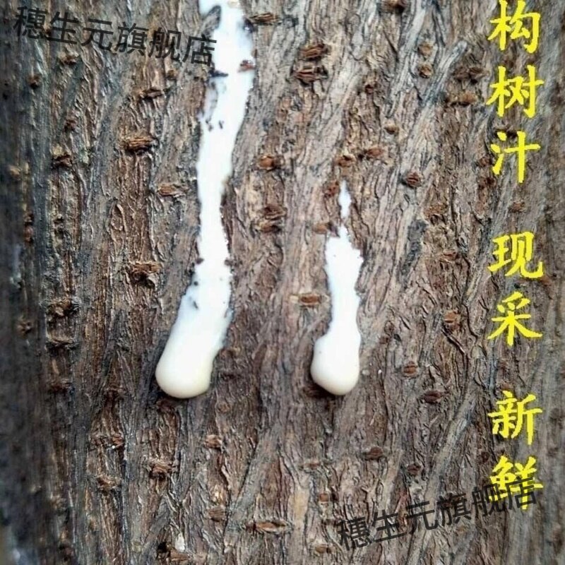 构树汁液牛皮癣假梅子角阔