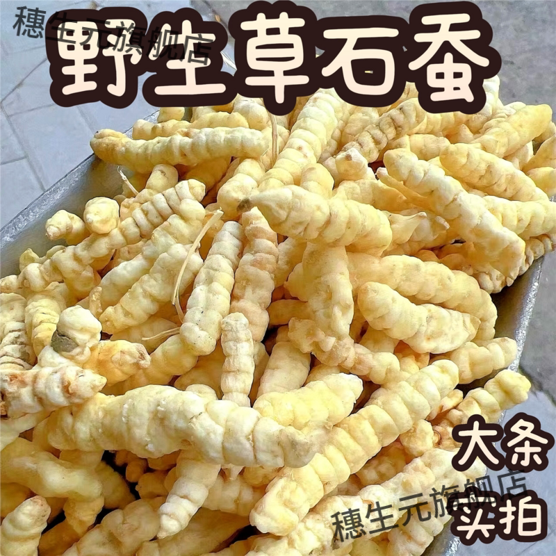 云南野生草石蚕500g地蚕材土冬虫草白虫草泽兰根地参虫草参
