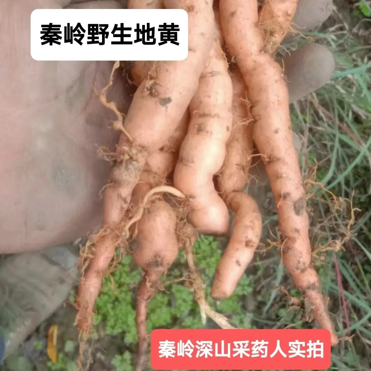 秦岭野生特级鲜地黄可种植入药