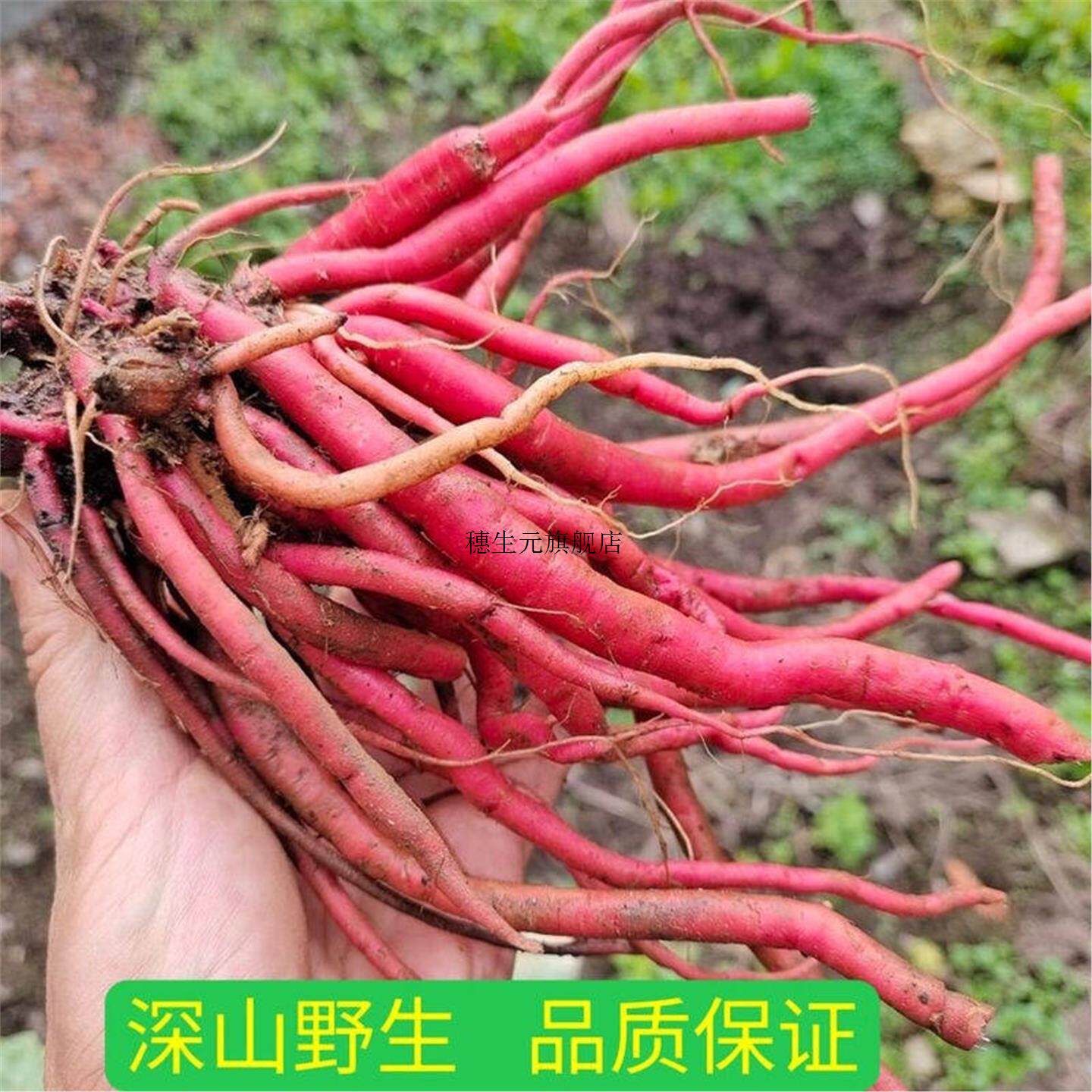 贵州野生新鲜红牛膝土克材