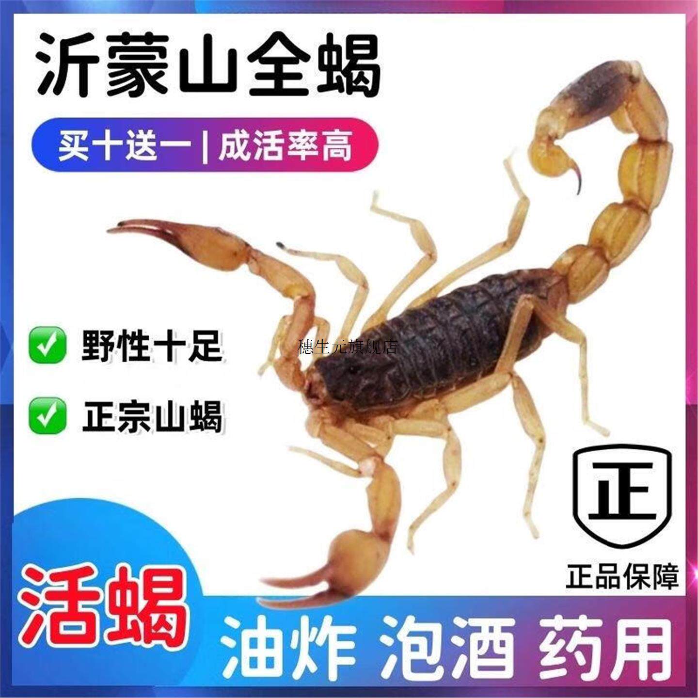 蝎子活一斤沂蒙鲜毒食用虫