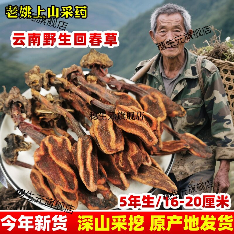 云南野生回春草500g顶天柱