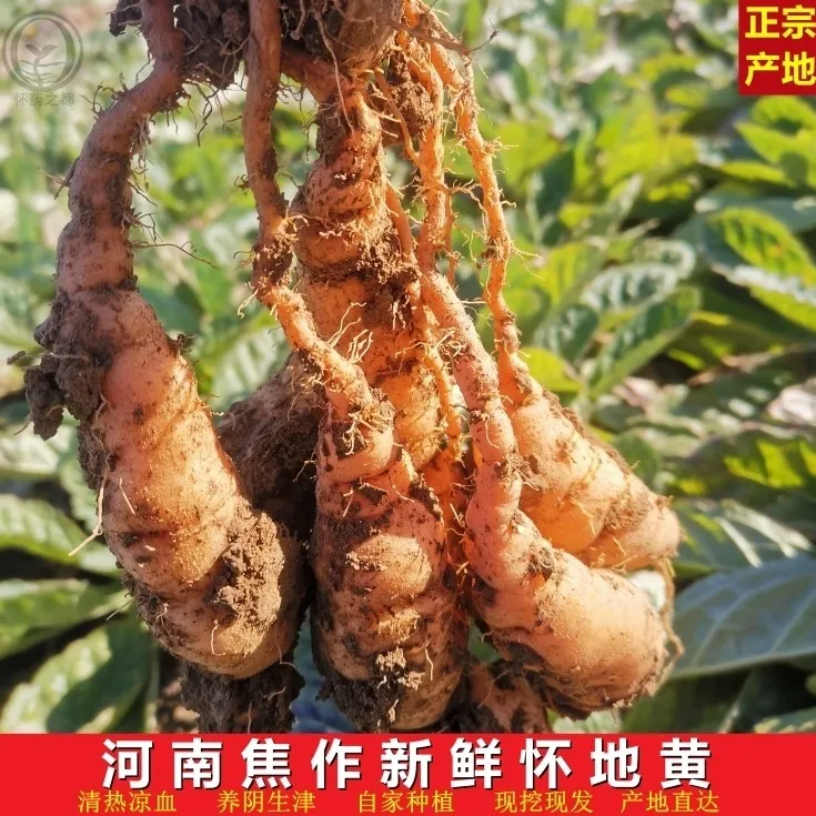 焦作原产地现挖鲜生地黄包邮